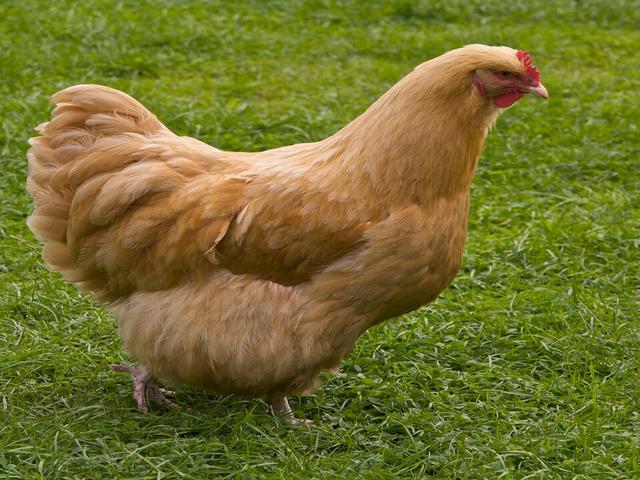 ორპინგტონი