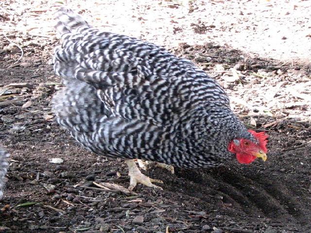 California Gray