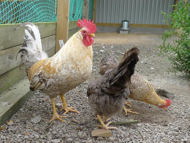 იერხონს