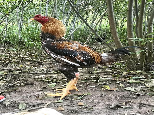 ინდიო ჟიგანტე