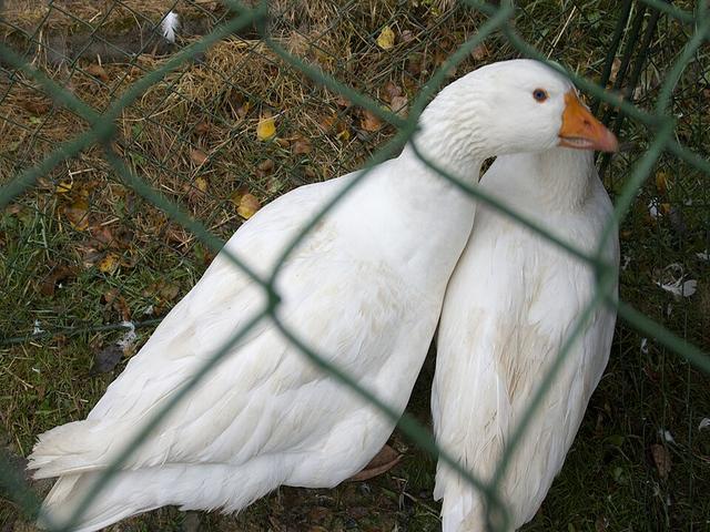 捷克