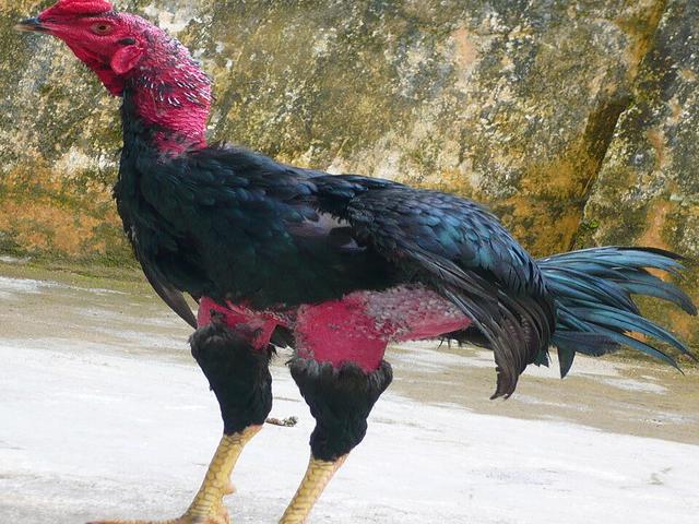 გა ნოი
