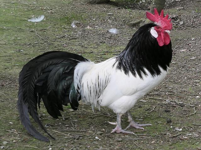 लाकेनवेल्डर