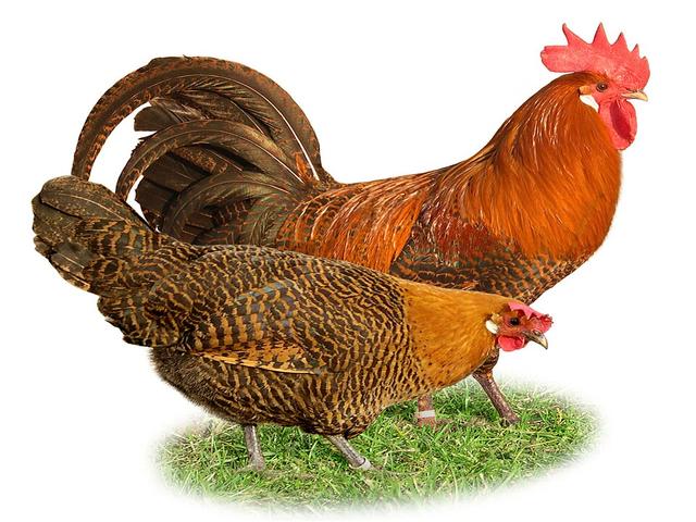 ბრეეკელი